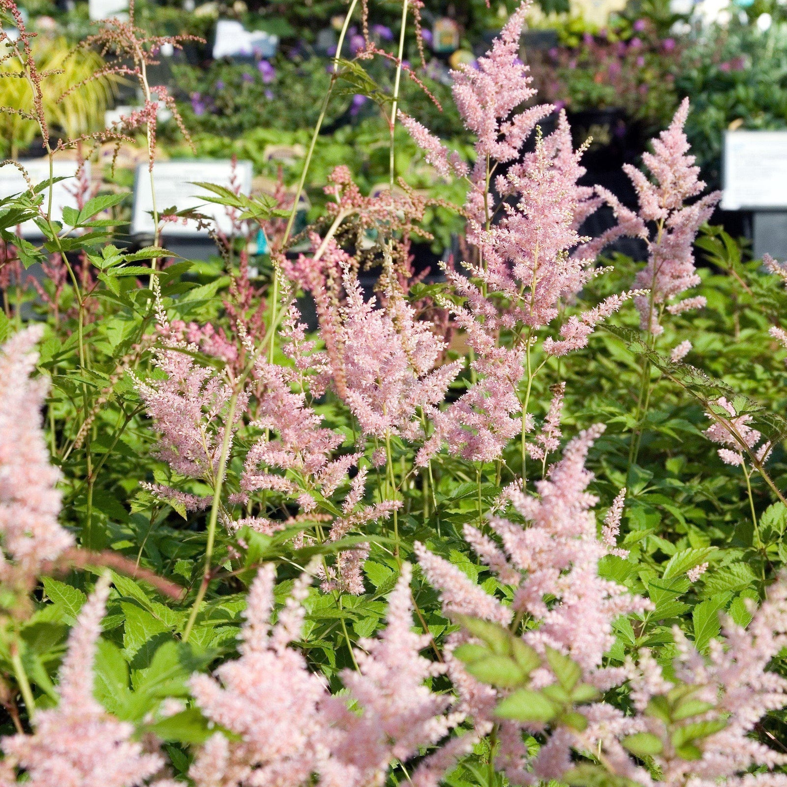 Astilbe japonica 'Peach Blossom' ~ Peach Blossom Japanese Astilbe - Delivered By ServeScape