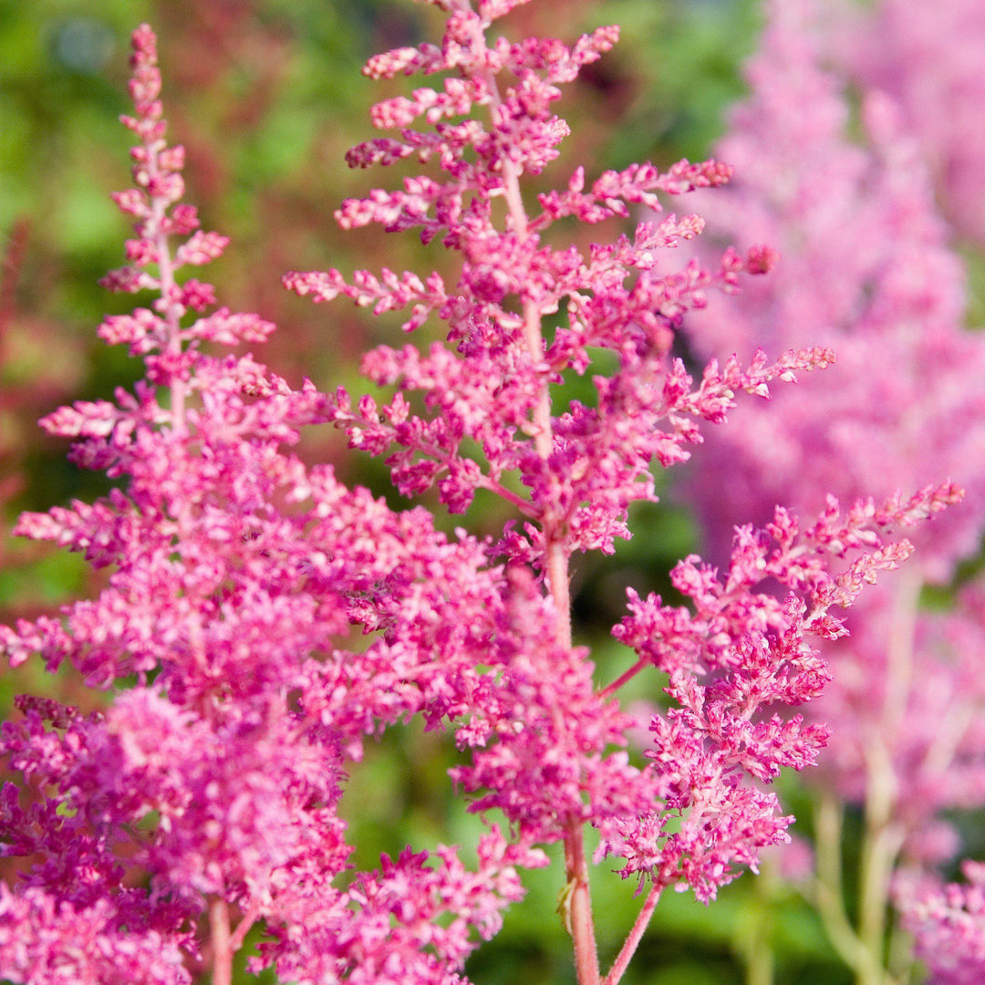 Astilbe japonica 'Rheinland' ~ Rheinland Japanese Astilbe - Delivered By ServeScape