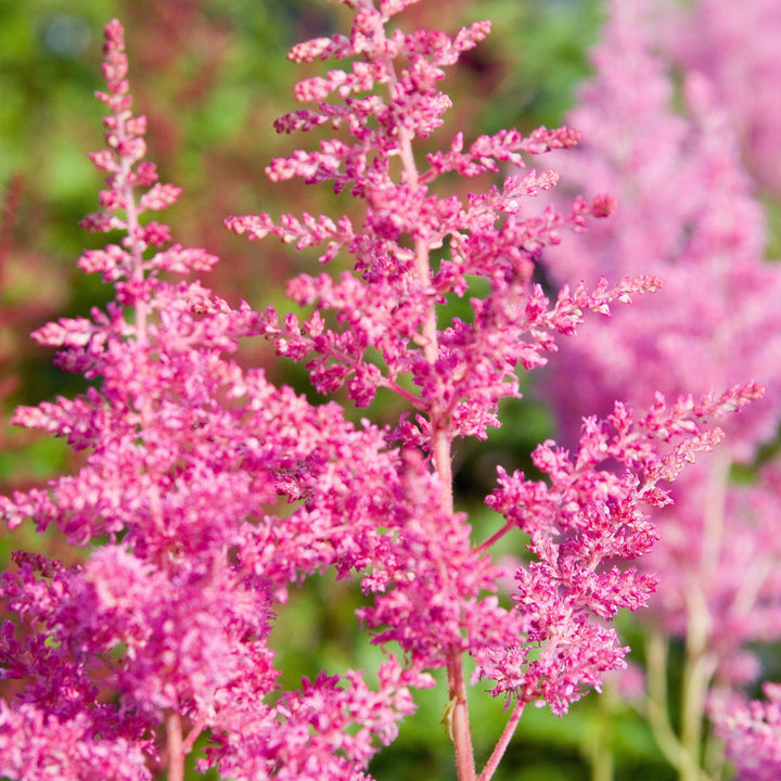 Astilbe japonica 'Rheinland' ~ Rheinland Japanese Astilbe - Delivered By ServeScape