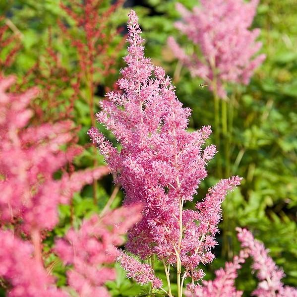 Astilbe japonica 'Rheinland' ~ Rheinland Japanese Astilbe-ServeScape