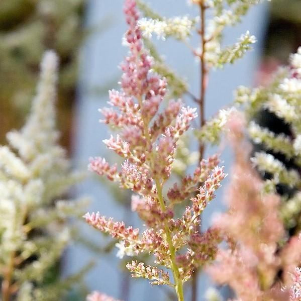 Astilbe japonica 'Rheinland' ~ Rheinland Japanese Astilbe-ServeScape