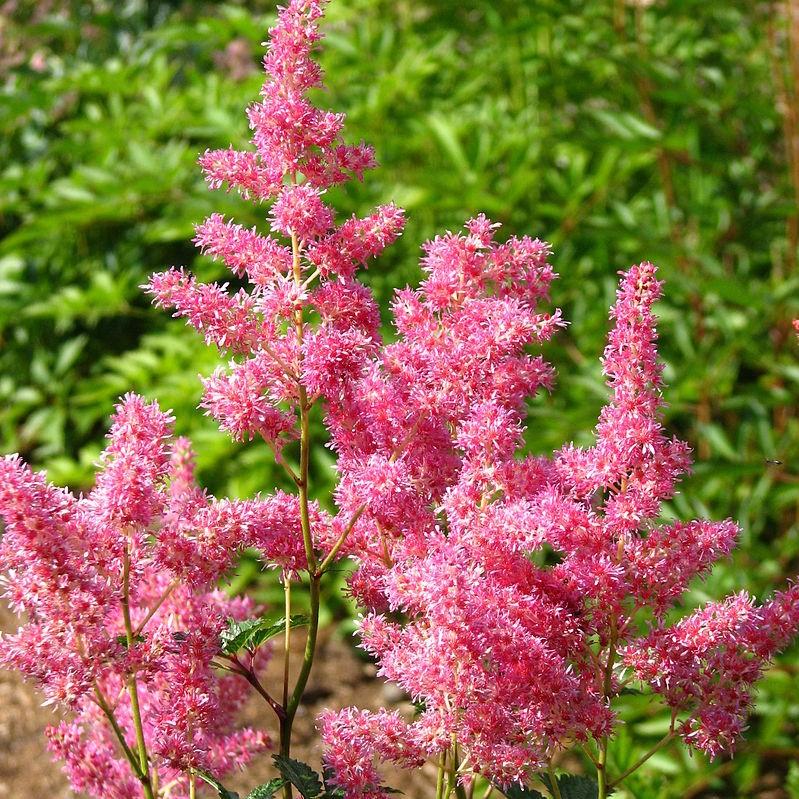 Astilbe japonica 'Rheinland' ~ Rheinland Japanese Astilbe-ServeScape