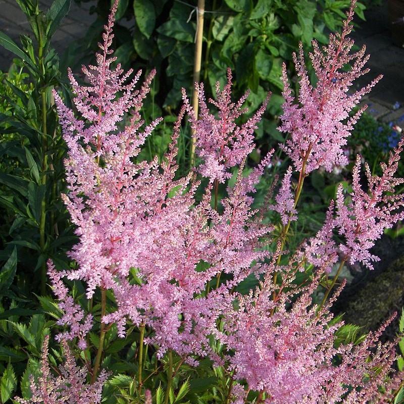 Astilbe simplicifolia 'Hennie Graafland' ~ Hennie Graafland Star Astilbe-ServeScape