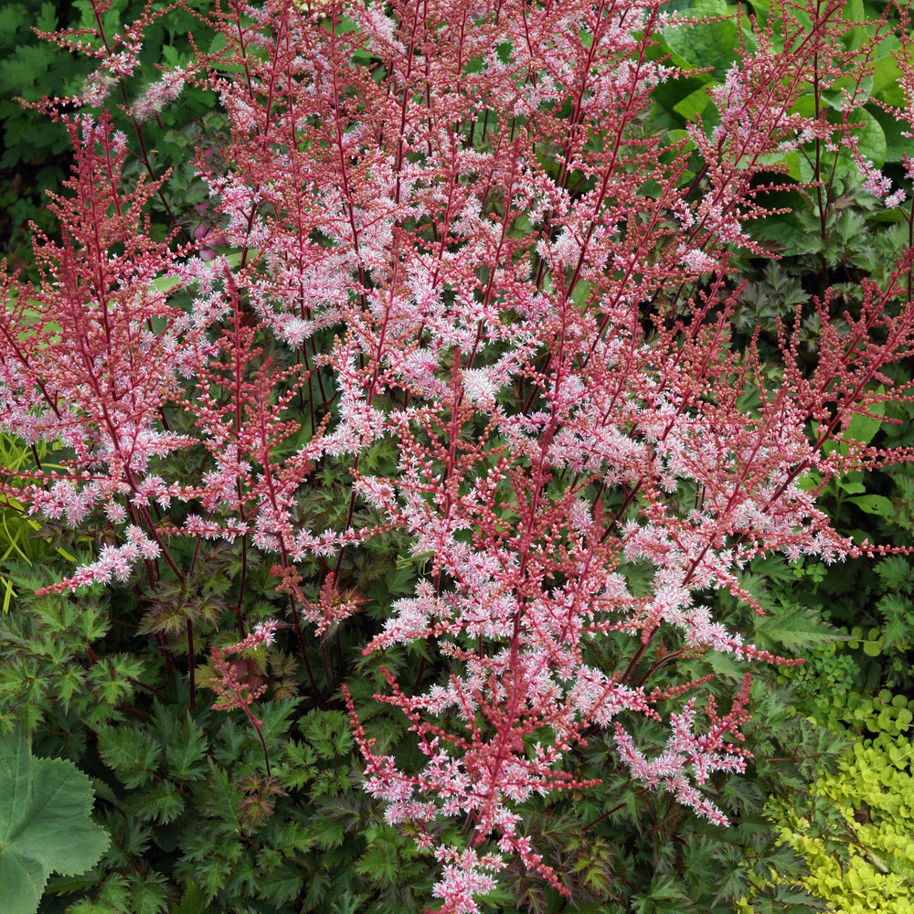 Astilbe x 'Delft Lace' ~ Delft Lace Astilbe-ServeScape