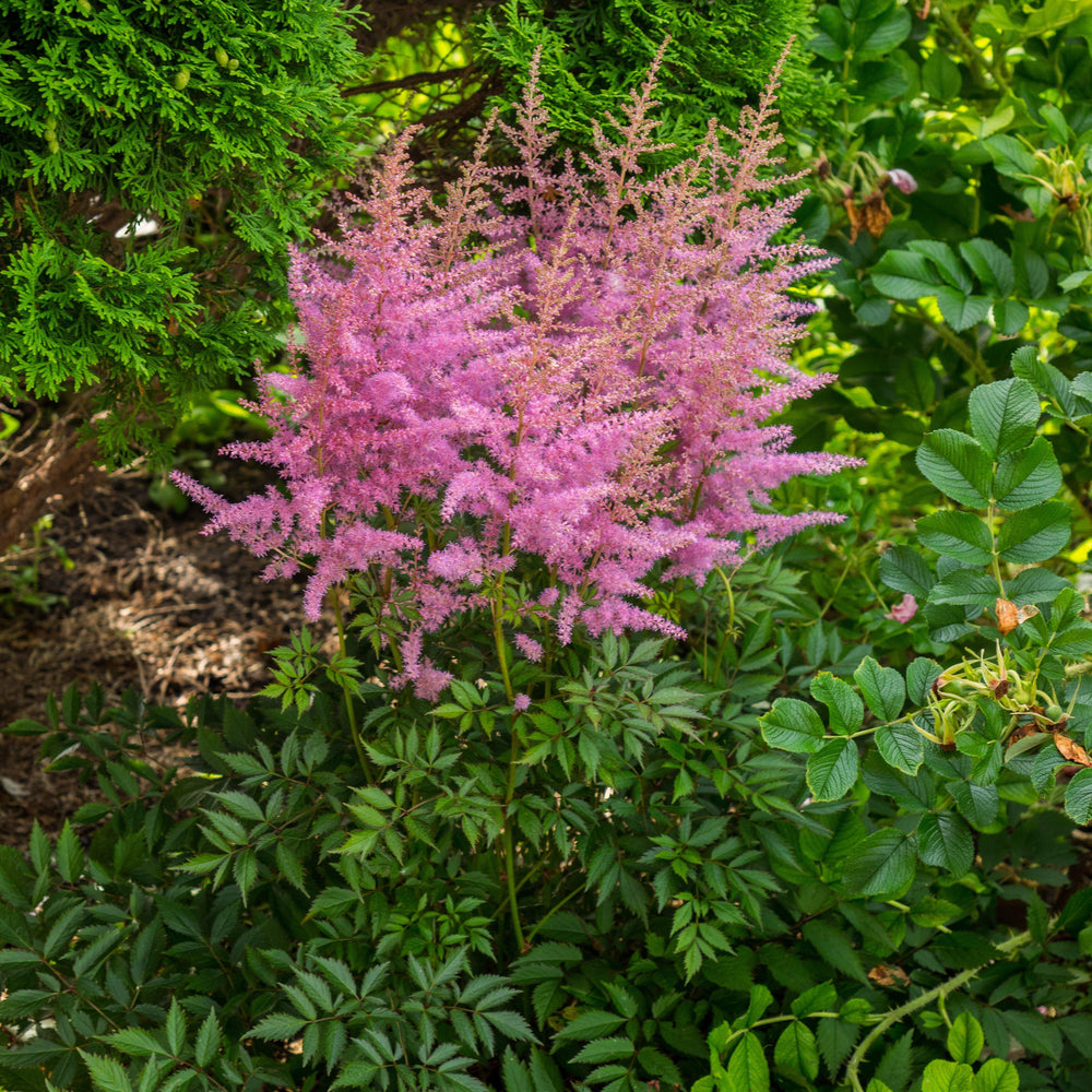Astilbe × arendsii 'Amethyst' ~ Amethyst Astilbe - Delivered By ServeScape