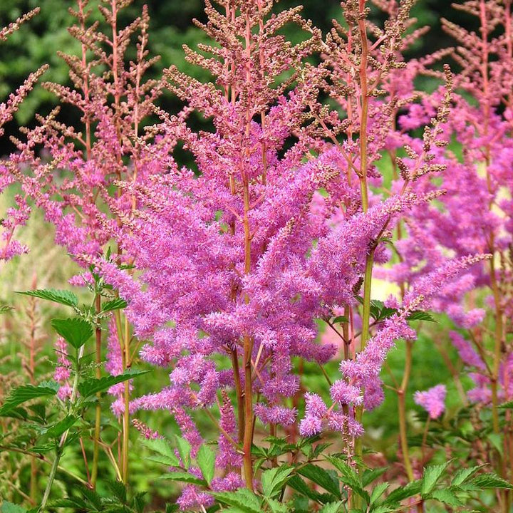 Astilbe × arendsii 'Amethyst' ~ Amethyst Astilbe-ServeScape