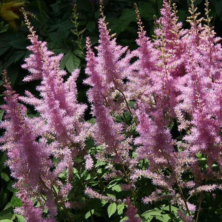 Astilbe × arendsii 'Amethyst' ~ Amethyst Astilbe-ServeScape