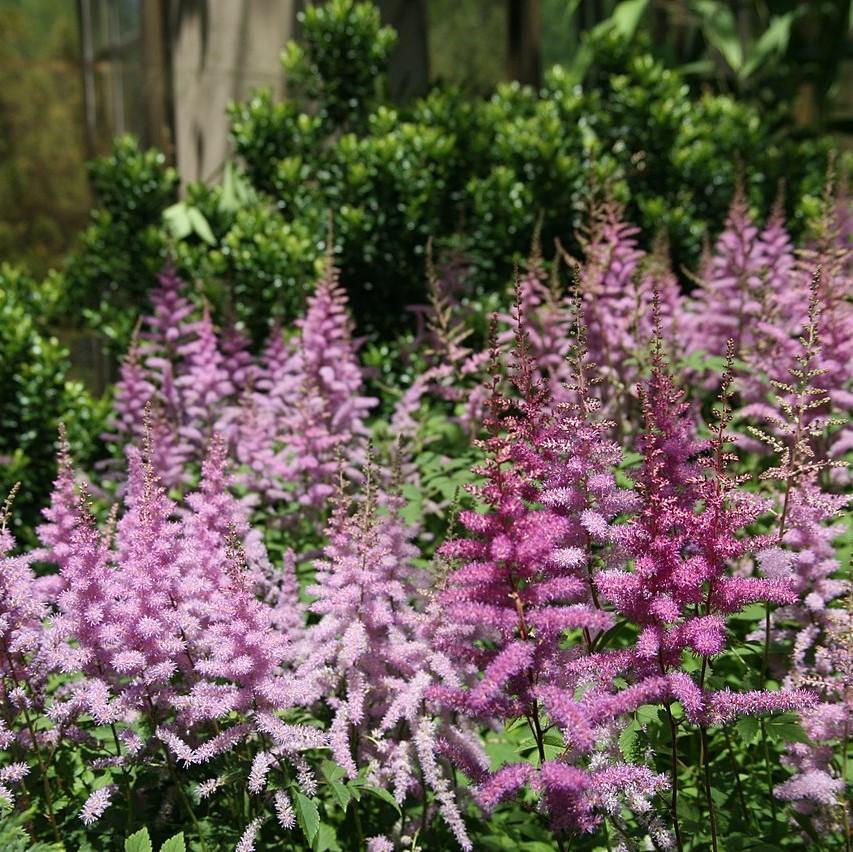 Astilbe × arendsii 'Amethyst' ~ Amethyst Astilbe-ServeScape