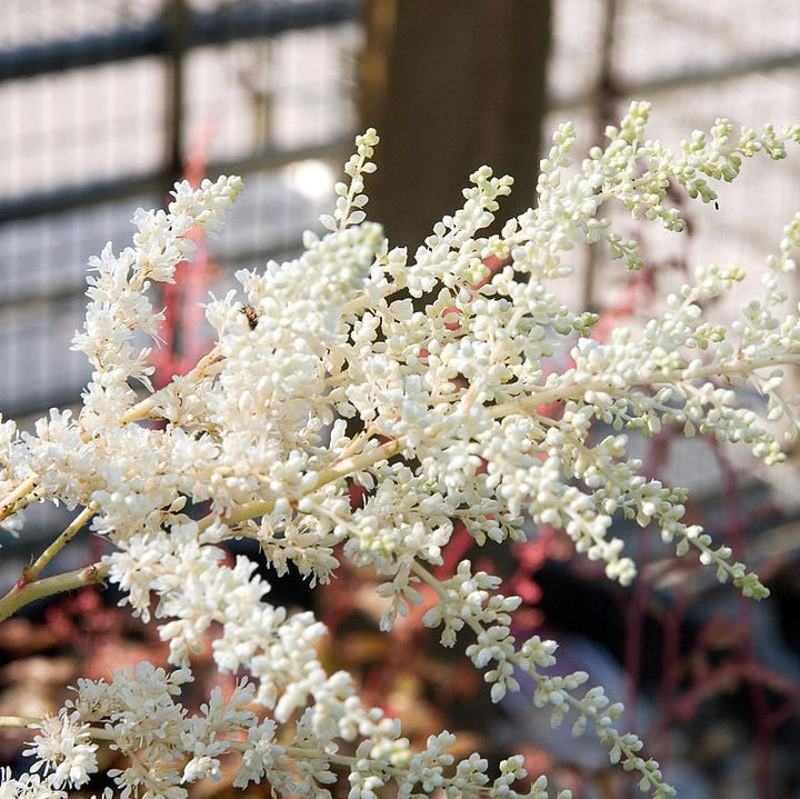 Astilbe x arendsii 'Bridal Veil' ~ Bridal Veil Astilbe-ServeScape
