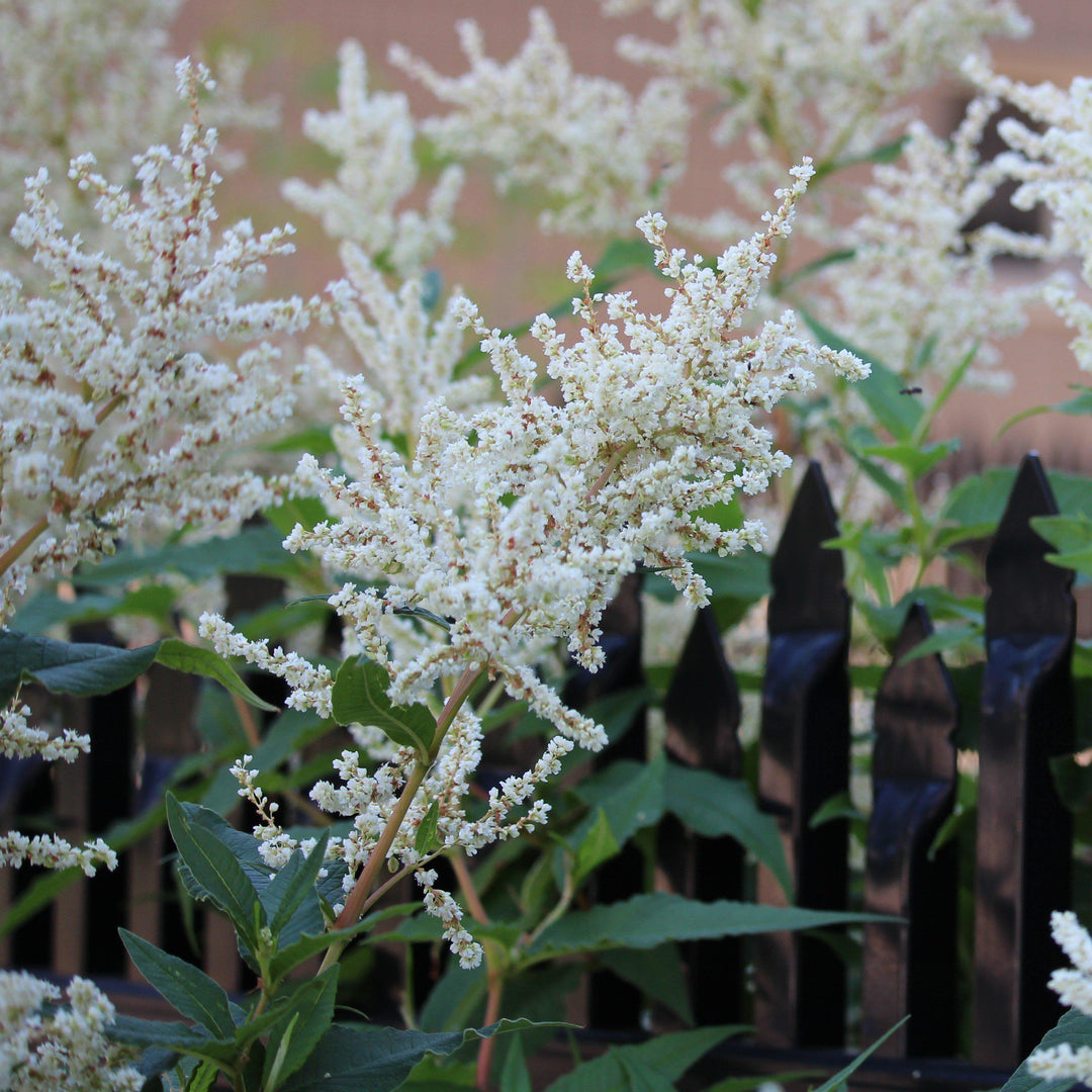Astilbe x arendsii 'Bridal Veil' ~ Bridal Veil Astilbe-ServeScape