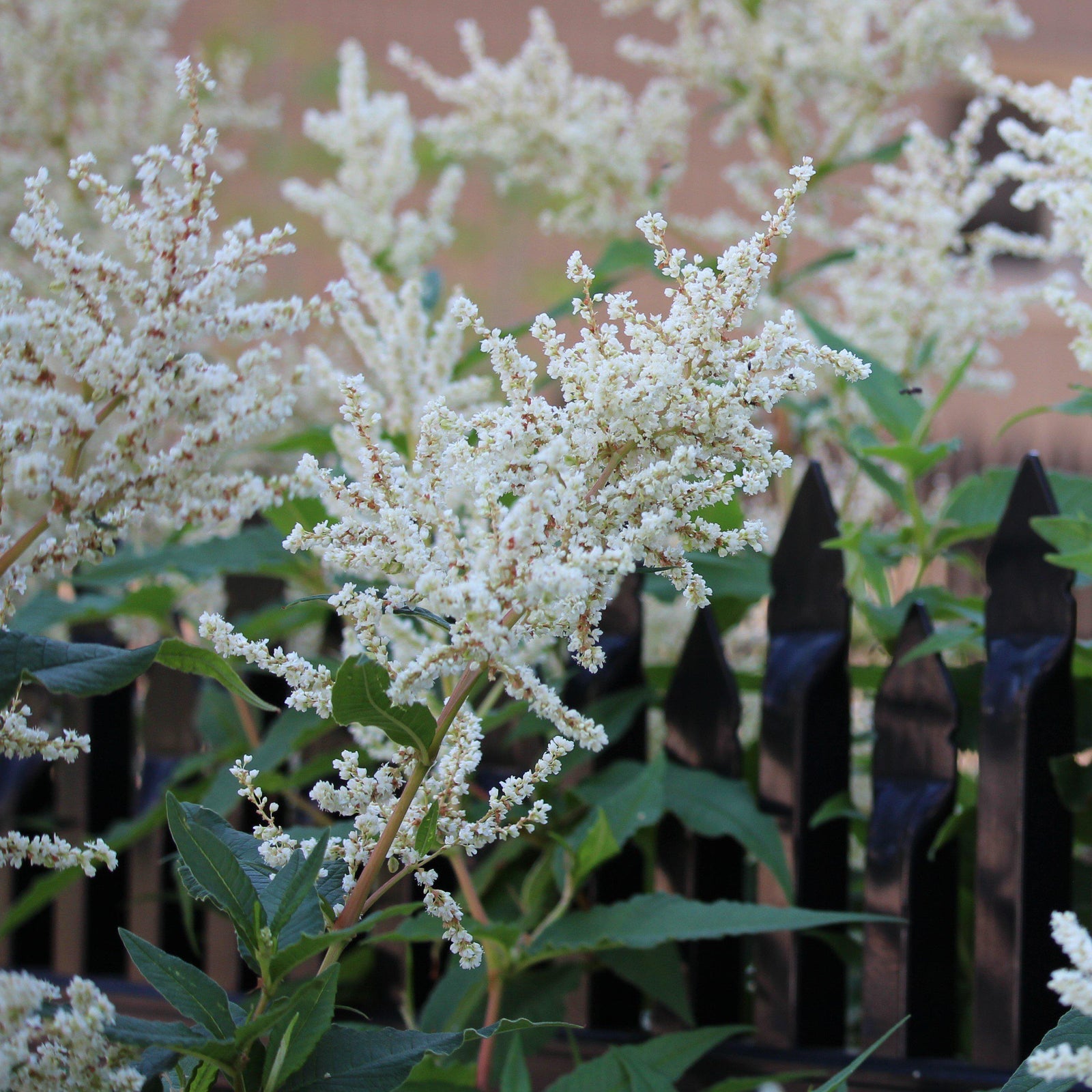Astilbe x arendsii 'Bridal Veil' ~ Bridal Veil Astilbe-ServeScape