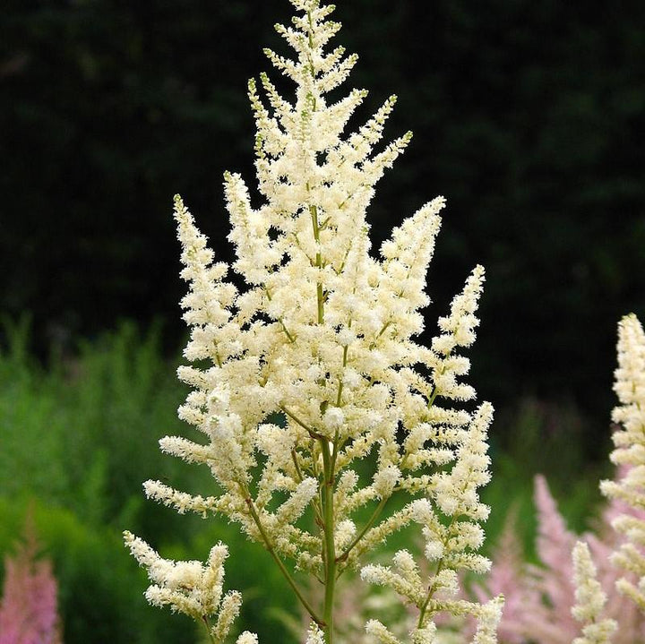 Astilbe × arendsii 'Diamond' ~ Diamond Astilbe-ServeScape