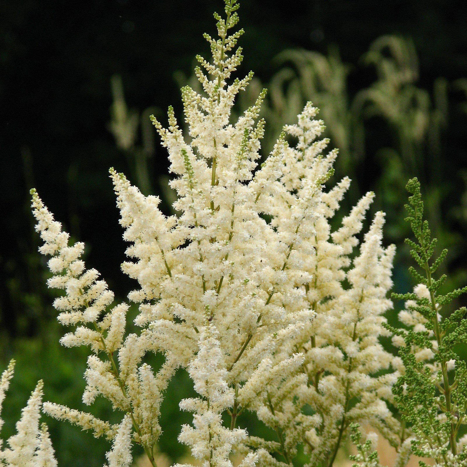 Astilbe × arendsii 'Diamond' ~ Diamond Astilbe - Delivered By ServeScape