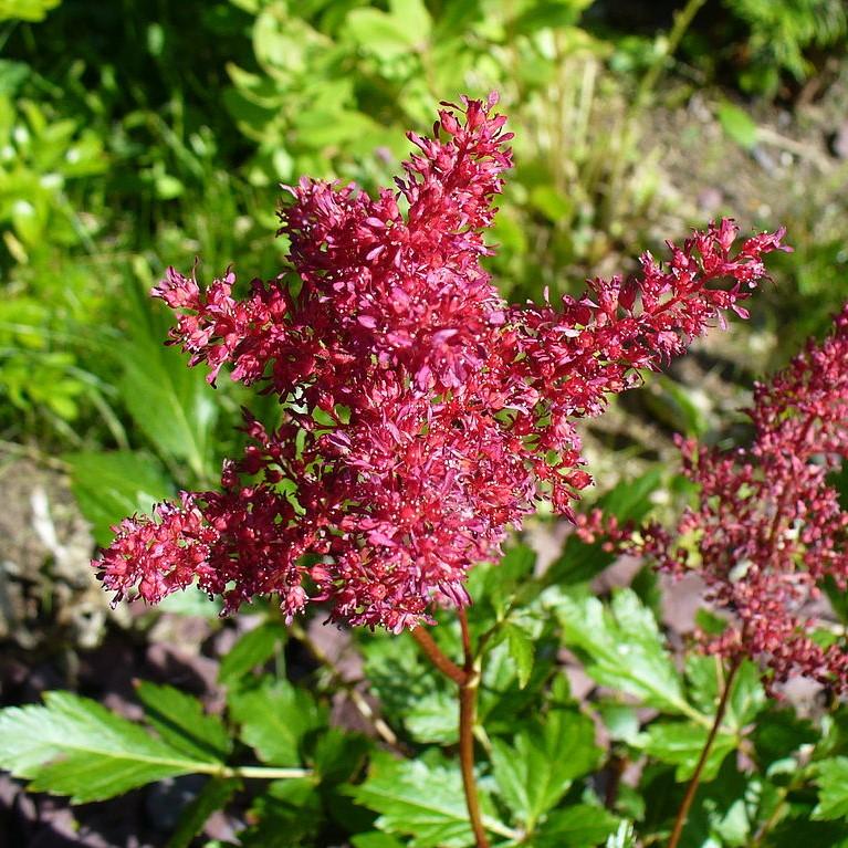 Astilbe x arendsii 'Fanal' ~ Fanal Astilbe-ServeScape