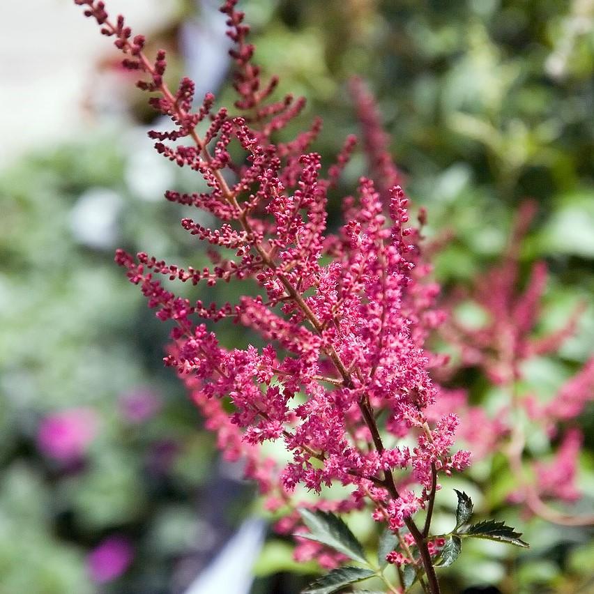 Astilbe x arendsii 'Fanal' ~ Fanal Astilbe-ServeScape