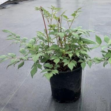 Astilbe x arendsii 'Fanal' ~ Fanal Astilbe-ServeScape