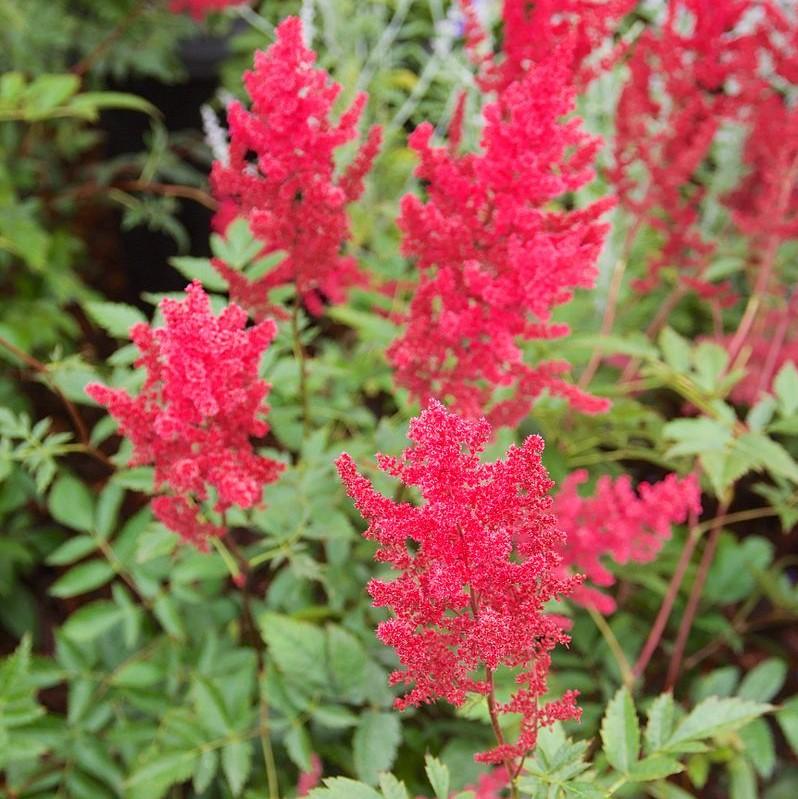 Astilbe x arendsii 'Fanal' ~ Fanal Astilbe-ServeScape