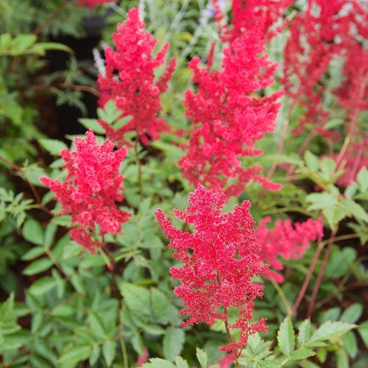 Astilbe x arendsii 'Fanal' ~ Fanal Astilbe-ServeScape