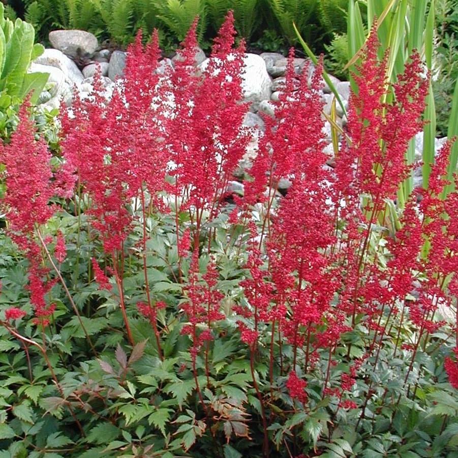 Astilbe x arendsii 'Fanal' ~ Fanal Astilbe - Delivered By ServeScape