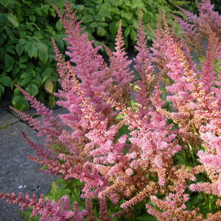 Astilbe × arendsii ‘Flamingo’ ~ Flamingo Astilbe-ServeScape