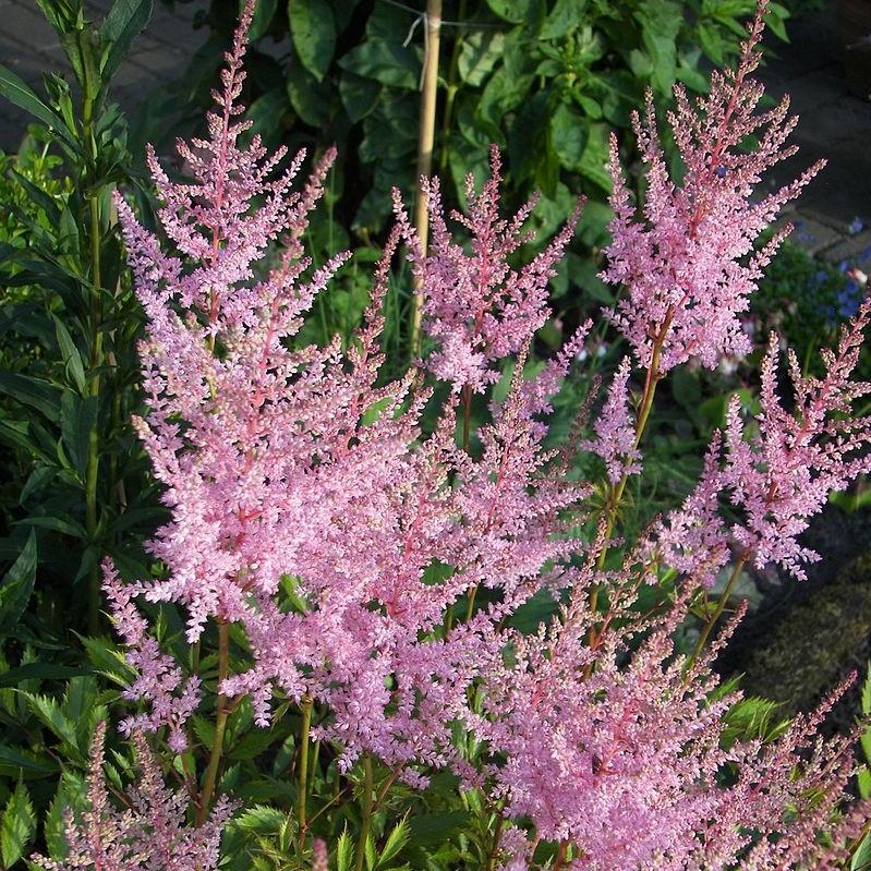 Astilbe × arendsii ‘Flamingo’ ~ Flamingo Astilbe-ServeScape