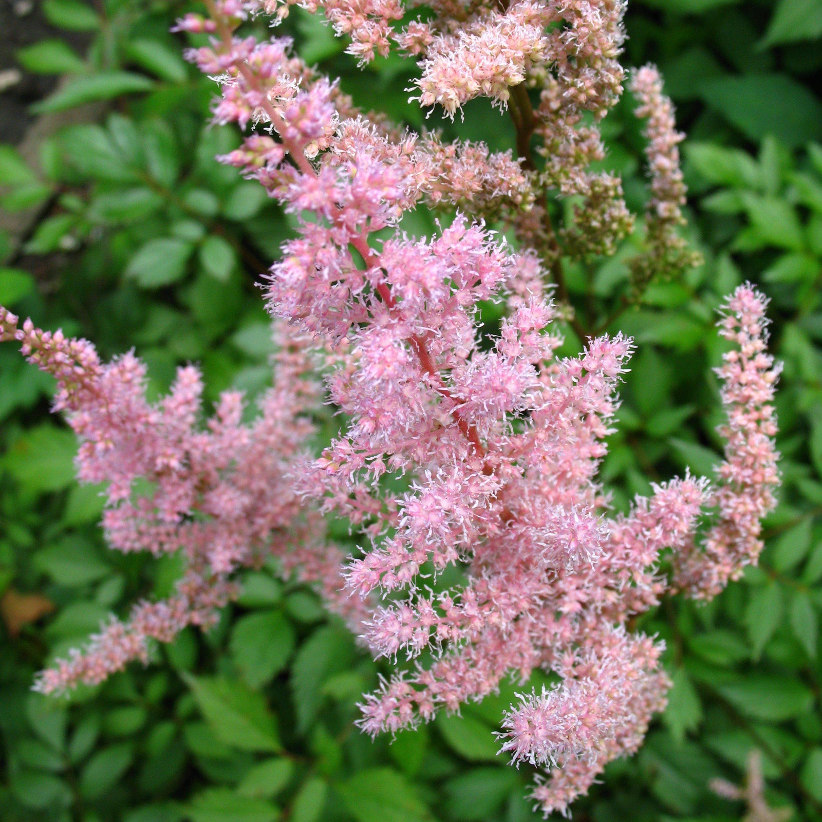 Astilbe × arendsii ‘Flamingo’ ~ Flamingo Astilbe - Delivered By ServeScape