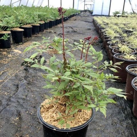 Astilbe x arendsii 'Fanal' ~ Fanal Astilbe-ServeScape