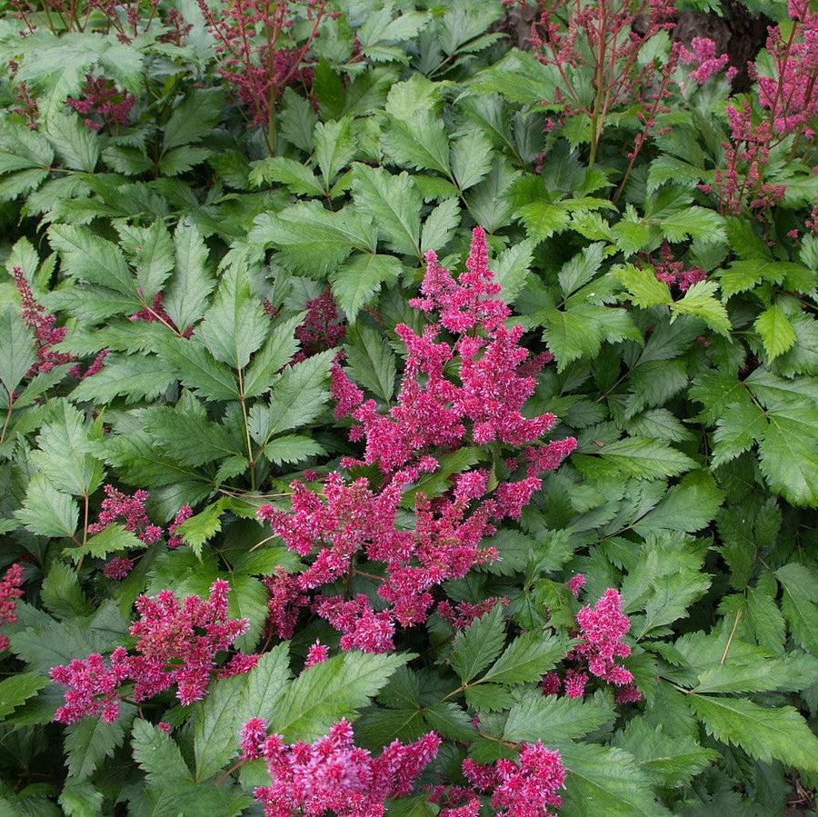 Astilbe japonica 'Red Sentinel' ~ Red Sentinel Astilbe-ServeScape
