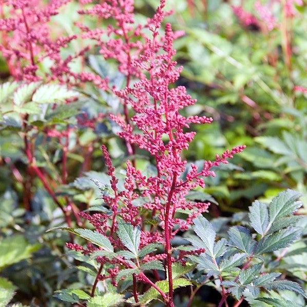 Astilbe japonica 'Red Sentinel' ~ Red Sentinel Astilbe-ServeScape