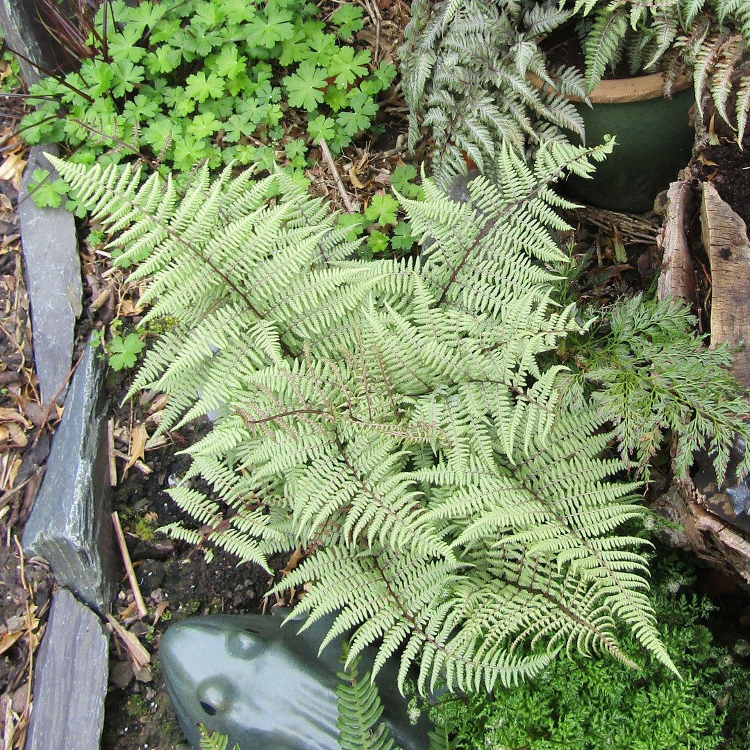 Athyrium 'Ghost' ~ Ghost Fern-ServeScape