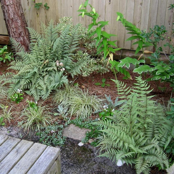 Athyrium 'Ghost' ~ Ghost Fern-ServeScape