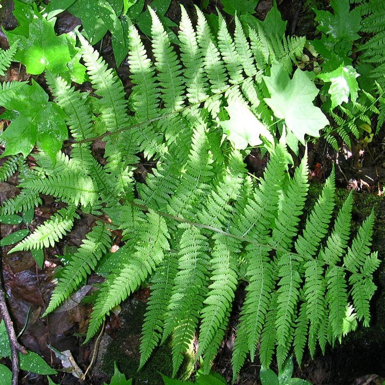 Athyrium filix-femina ~ Lady Fern-ServeScape