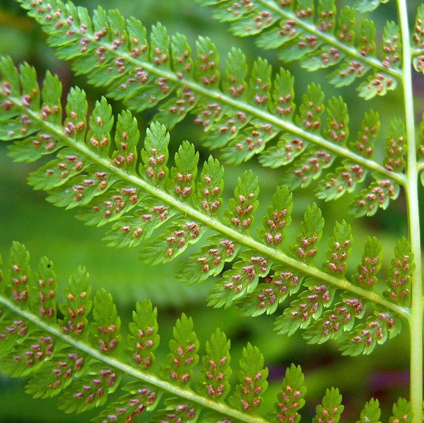 Athyrium filix-femina ~ Lady Fern-ServeScape