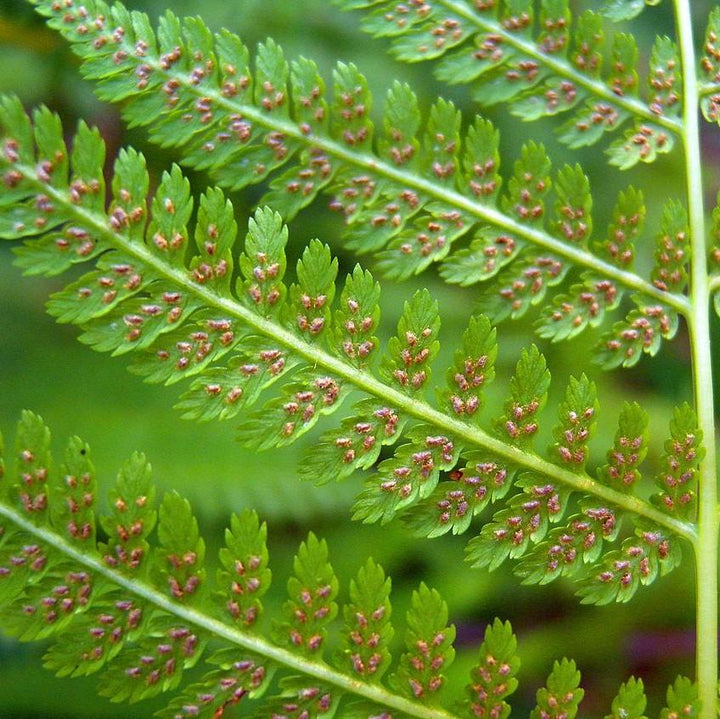 Athyrium filix-femina ~ Lady Fern-ServeScape