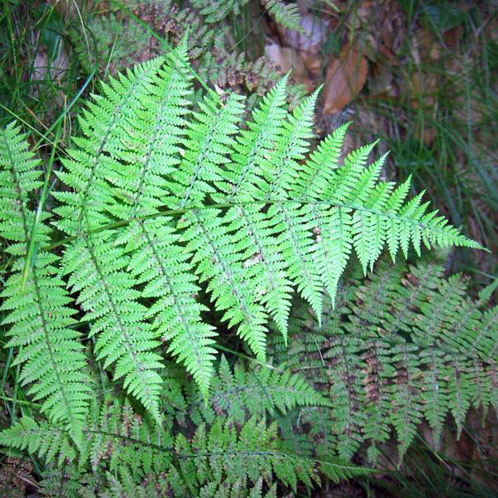 Athyrium filix-femina var. asplenioides ~ Southern Lady Fern - Delivered By ServeScape