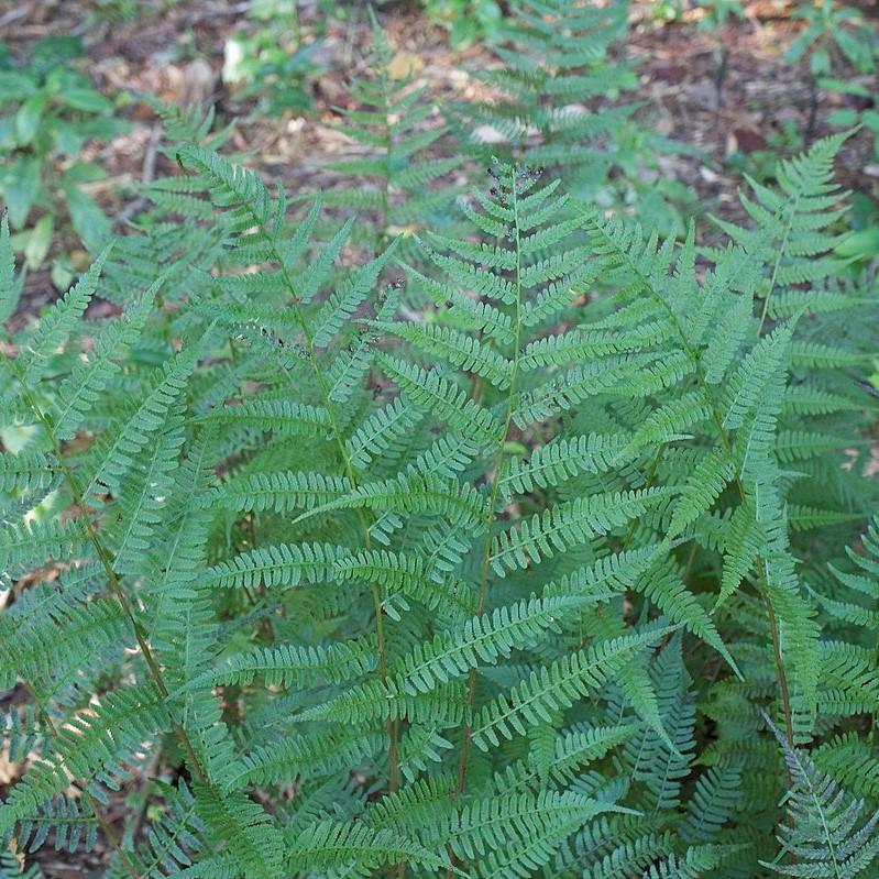 Athyrium filix-femina var. asplenioides ~ Southern Lady Fern-ServeScape