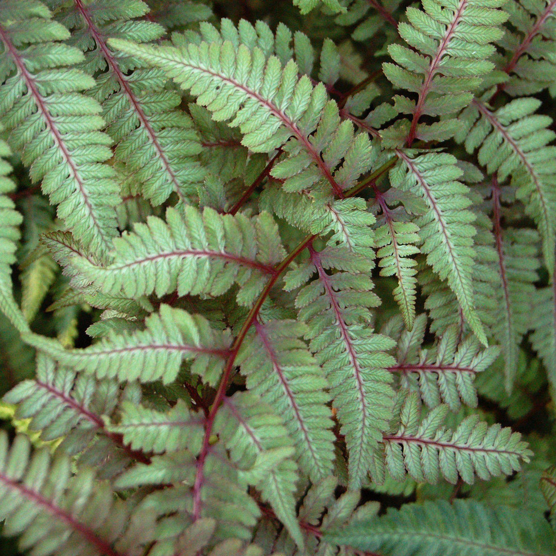 Athyrium niponicum var. pictum ~ Japanese Painted Fern - Delivered By ServeScape