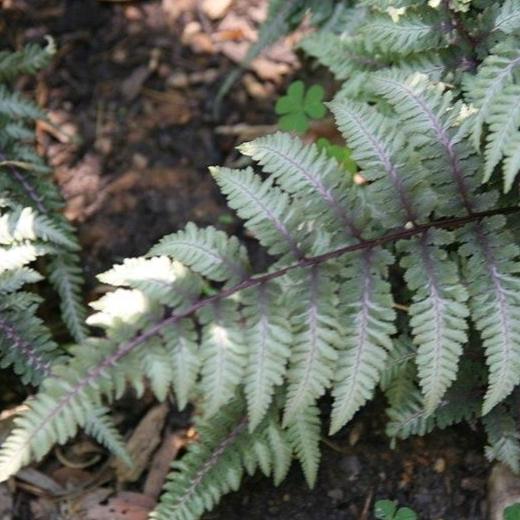 Athyrium niponicum var. pictum 'Regal Red' ~ Regal Red Japanese Painted Fern - Delivered By ServeScape