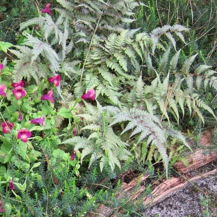 Athyrium niponicum var. pictum 'Regal Red' ~ Regal Red Japanese Painted Fern-ServeScape