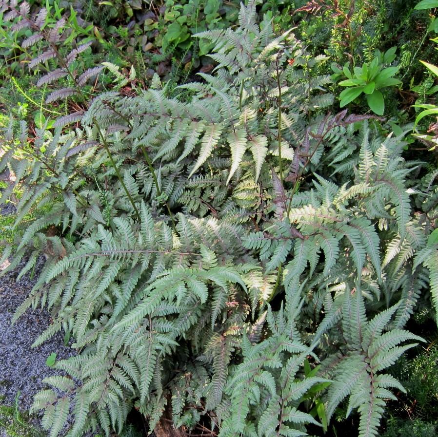 Athyrium niponicum var. pictum 'Regal Red' ~ Regal Red Japanese Painted Fern-ServeScape