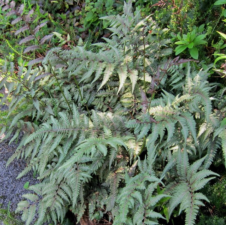 Athyrium niponicum var. pictum 'Regal Red' ~ Regal Red Japanese Painted Fern-ServeScape