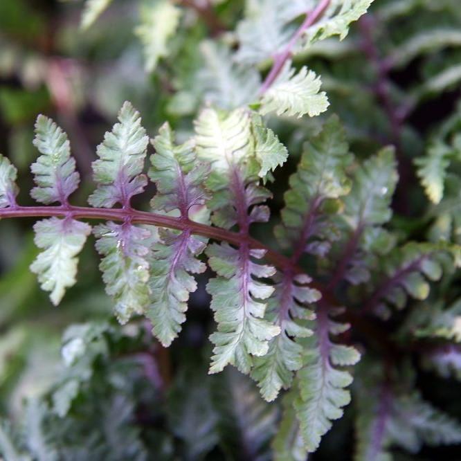 Athyrium niponicum var. pictum 'Ursula's Red' ~ Ursula's Red Japanese Painted Fern-ServeScape