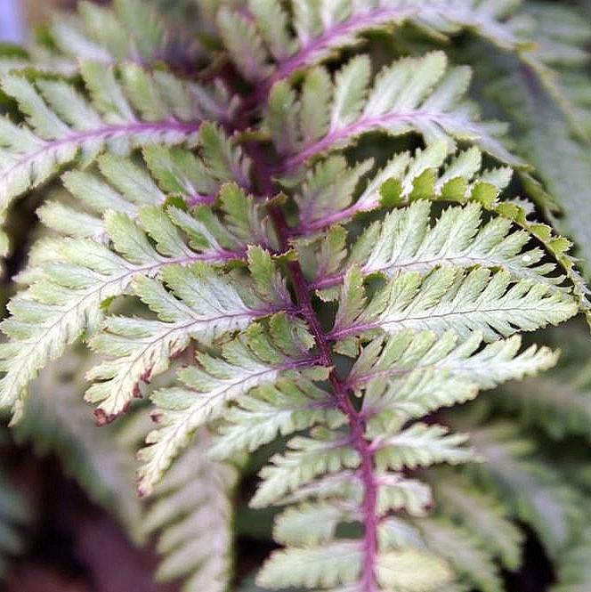 Athyrium niponicum var. pictum 'Ursula's Red' ~ Ursula's Red Japanese Painted Fern-ServeScape