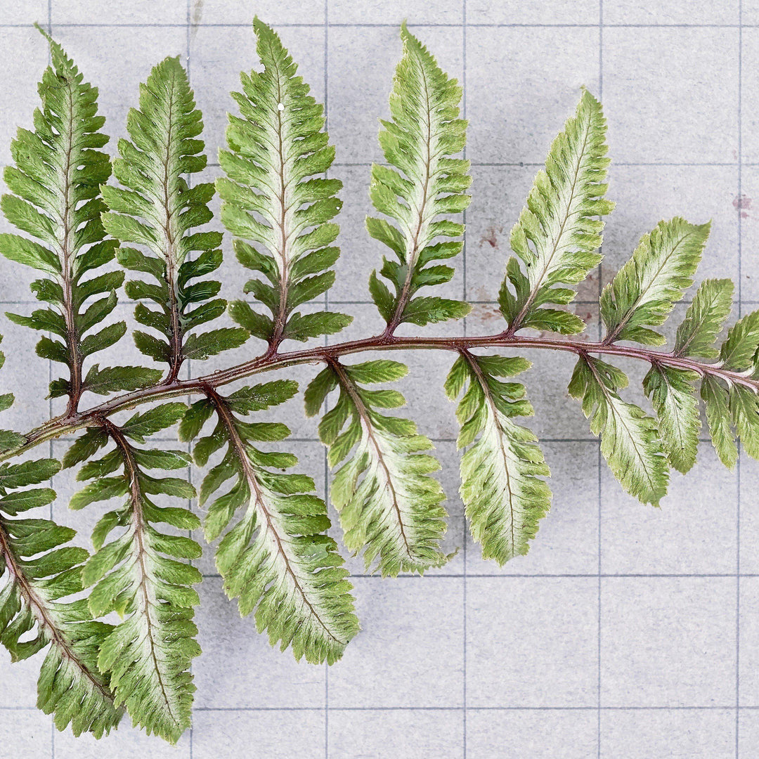 Athyrium niponicum var. pictum 'Ursula's Red' ~ Ursula's Red Japanese Painted Fern-ServeScape