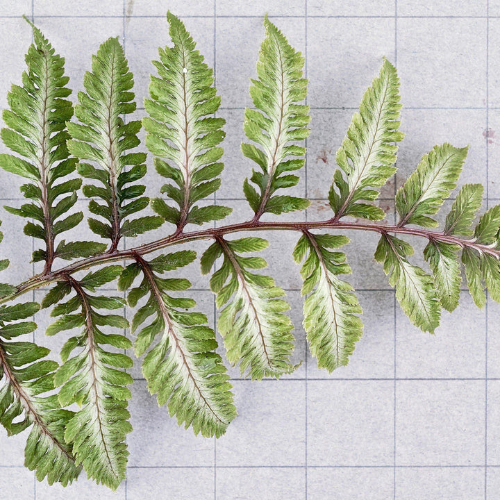 Athyrium niponicum var. pictum 'Ursula's Red' ~ Ursula's Red Japanese Painted Fern-ServeScape