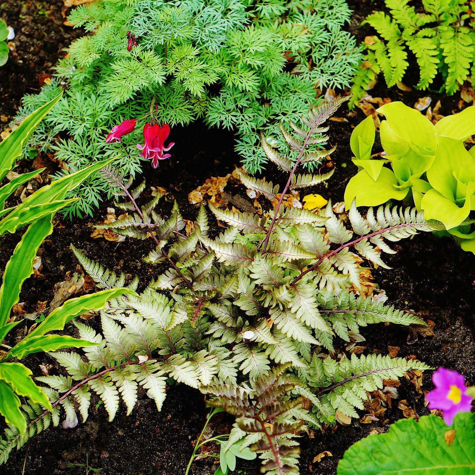 Athyrium niponicum var. pictum 'Ursula's Red' ~ Ursula's Red Japanese Painted Fern-ServeScape