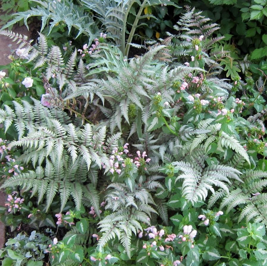 Athyrium nipponicum 'Picta' ~ Silver Japanese Painted Fern
