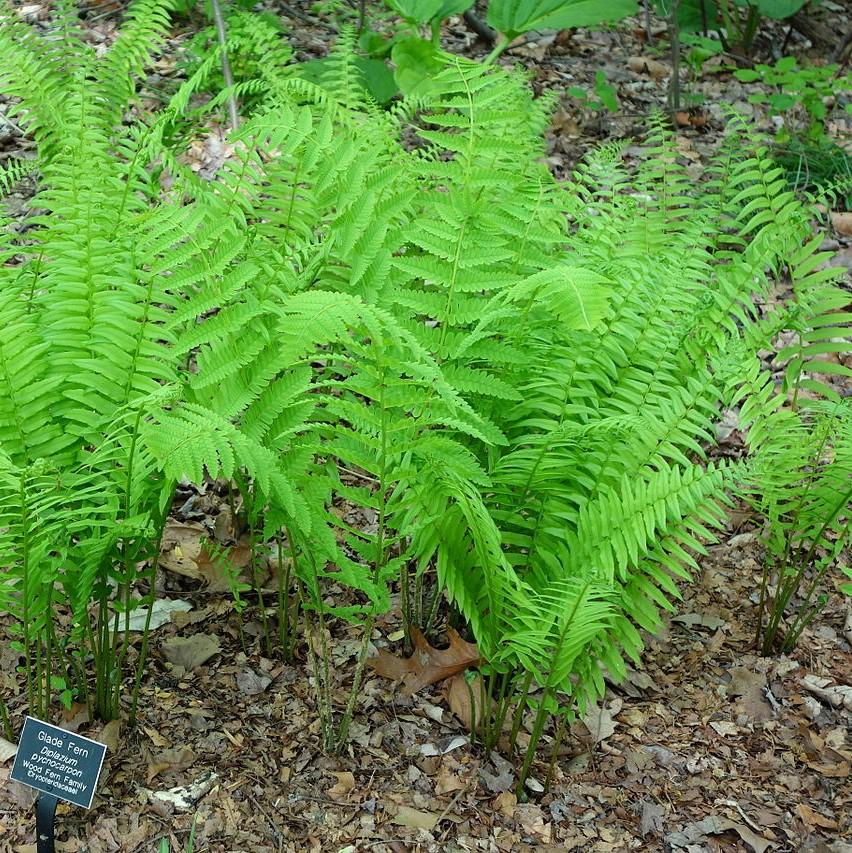 Athyrium pycnocarpon ~ Tennessee Ostrich Fern, Glade Fern-ServeScape