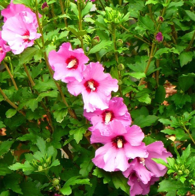 Hibiscus syriacus 'Aphrodite' ~ Aphrodite Rose of Sharon-ServeScape