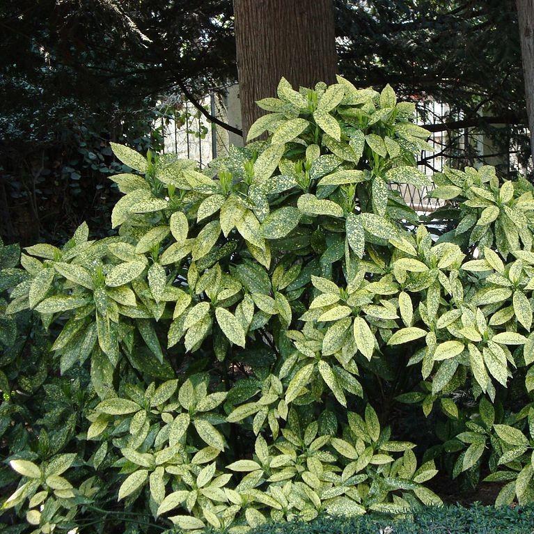 Aucuba japonica 'Golden King' ~ Golden King Japanese Aucuba - Delivered By ServeScape